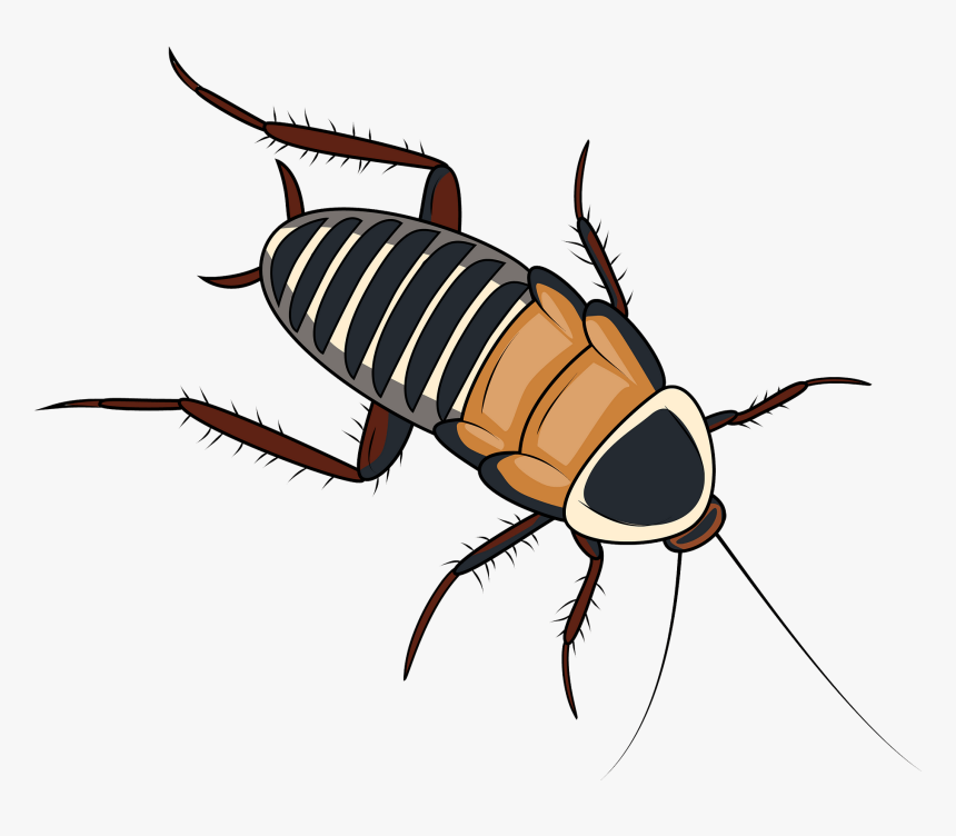 Madagascar Hissing Cockroach, HD Png Download, Free Download