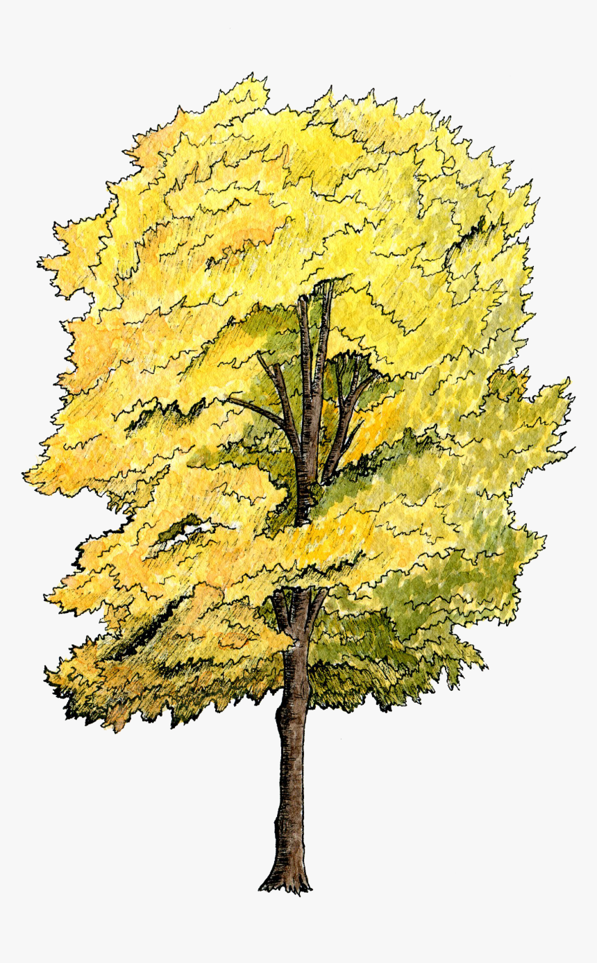 Png Tree For Section, Transparent Png, Free Download