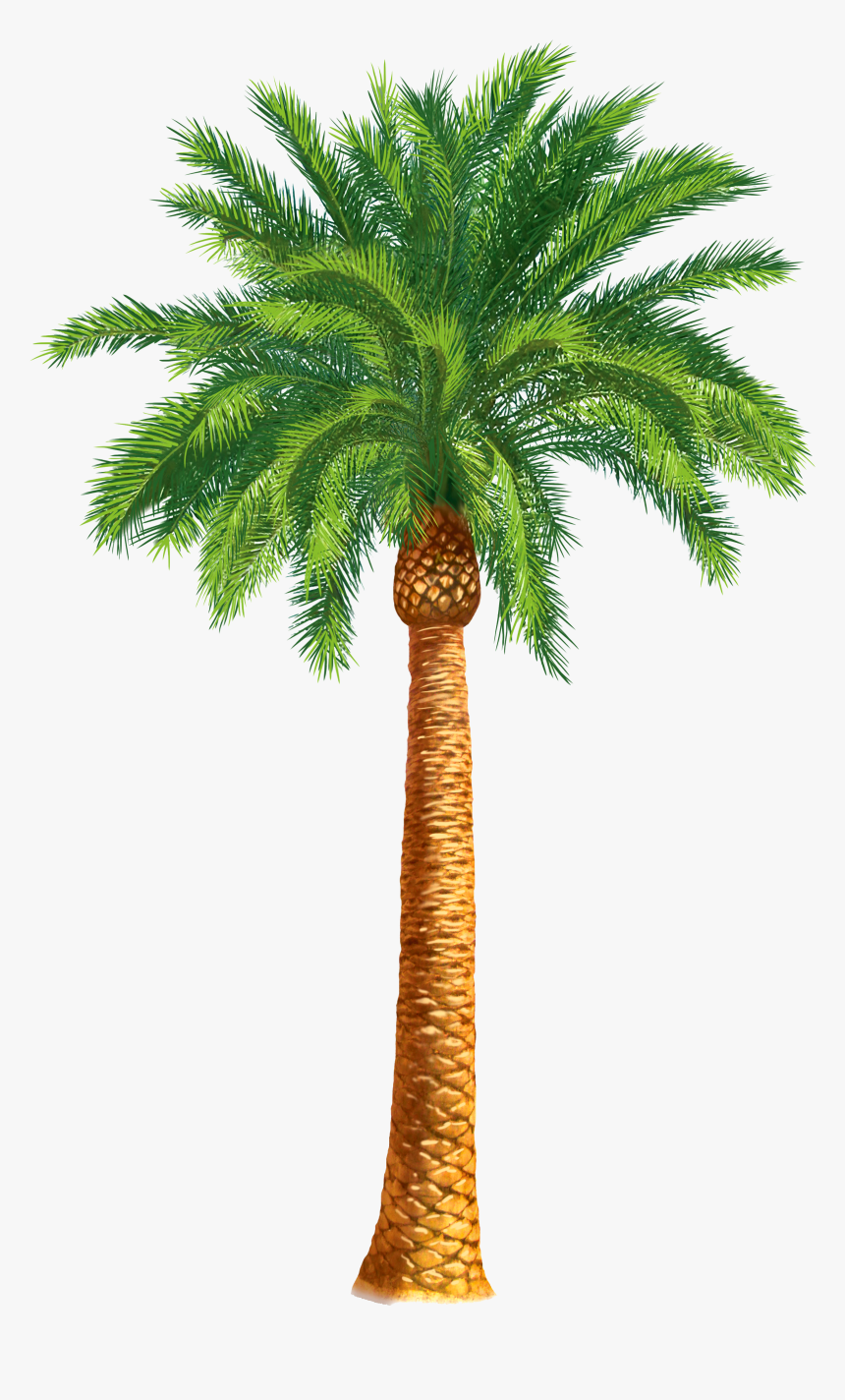 Palm Clipart Date Tree - Date Palm Tree Drawing, HD Png Download - kindpng