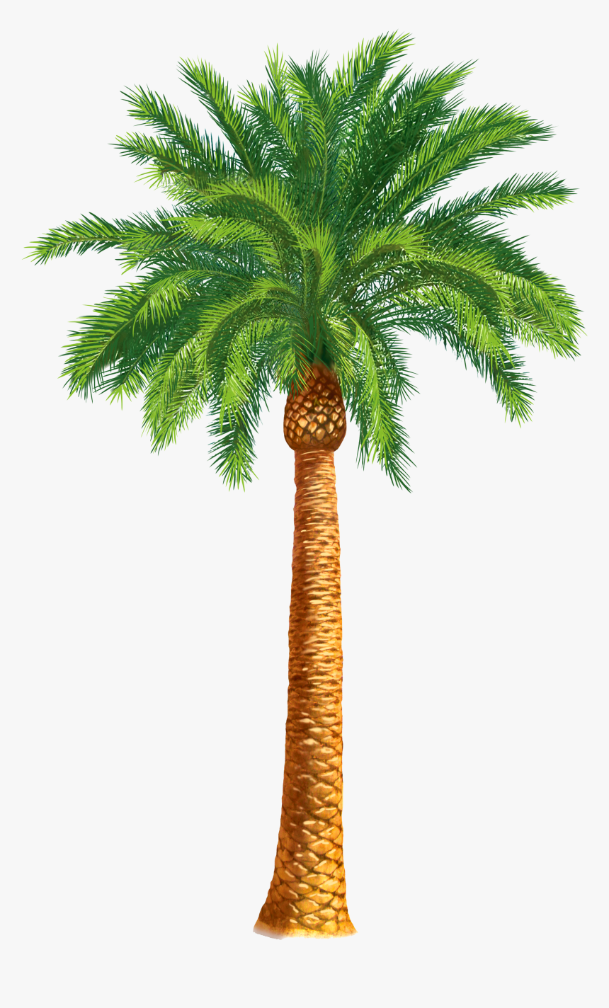 palm-clipart-date-tree-date-palm-tree-drawing-hd-png-download-kindpng