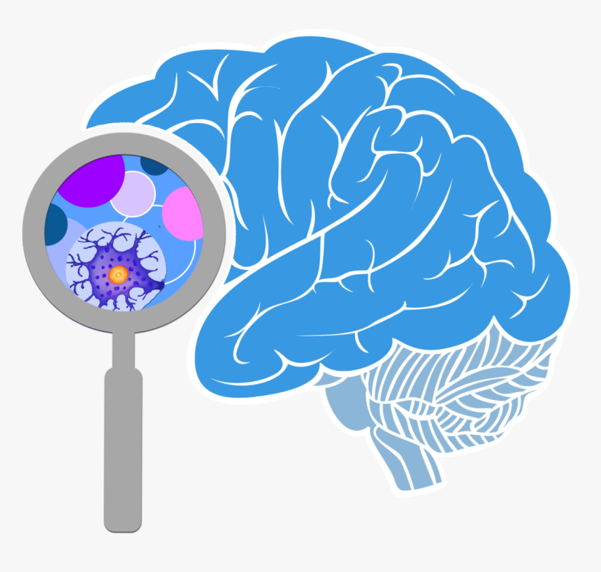 Png Transparent Brain Png, Png Download, Free Download