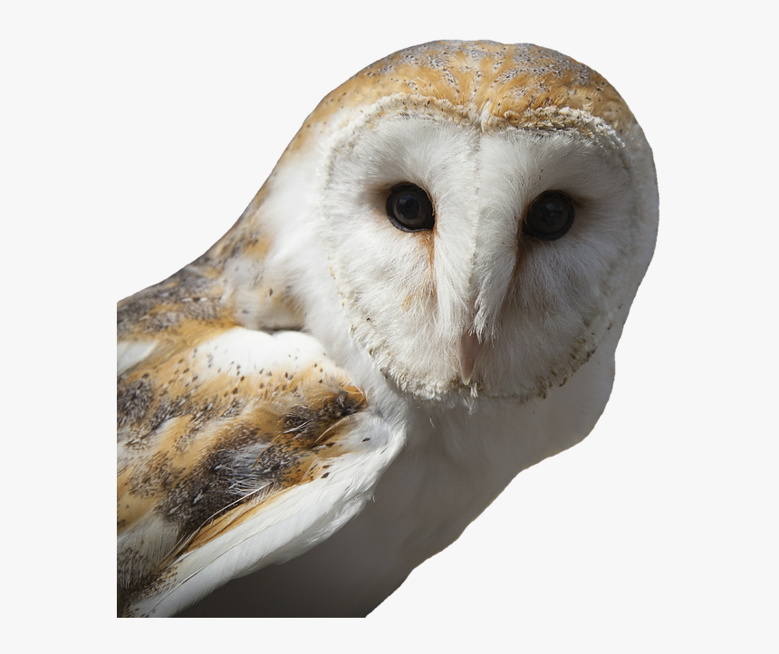 White And Brown Owl, HD Png Download, Free Download