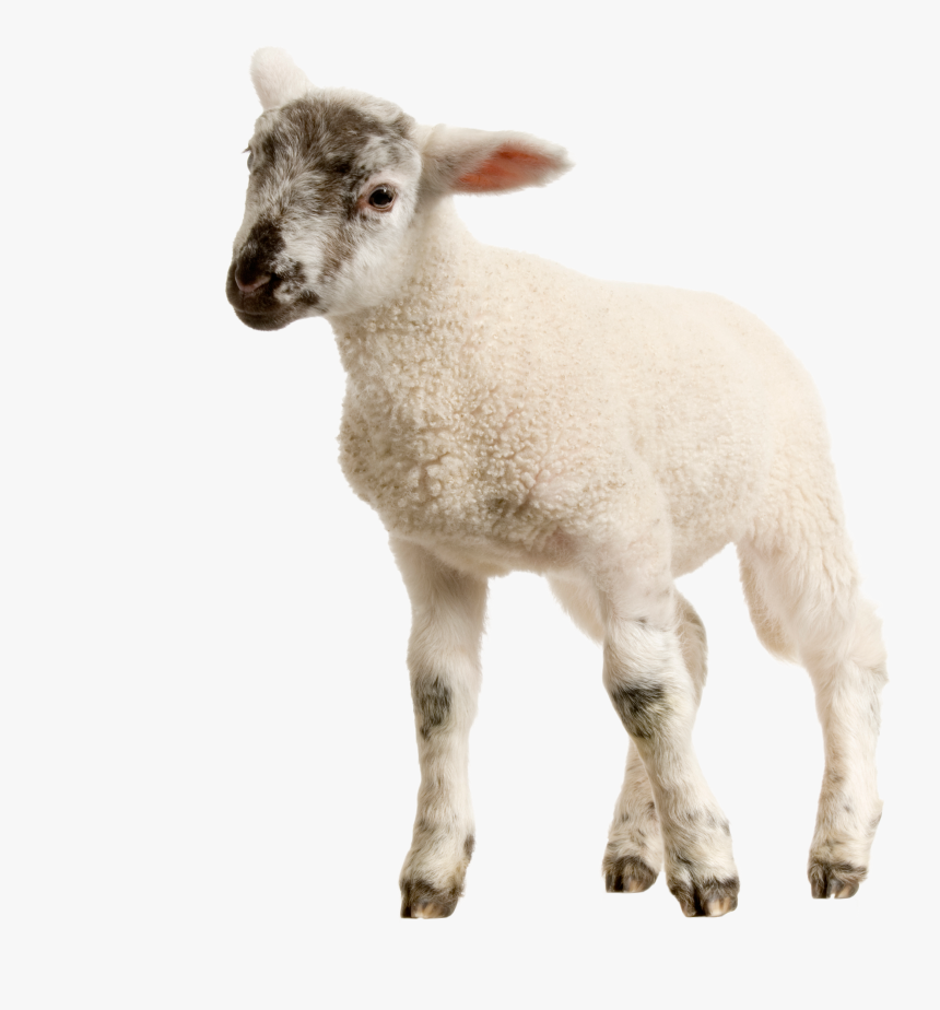 Clip Art Baby Lamb Png Image - Baby Lamb Png, Transparent Png, Free Download