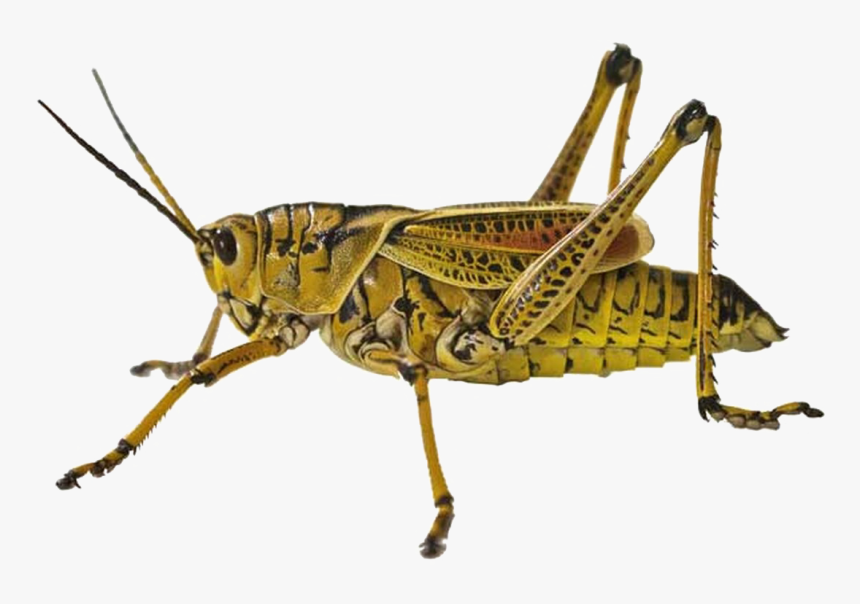 Plant Bugs - Grasshopper Close Up, HD Png Download, Free Download