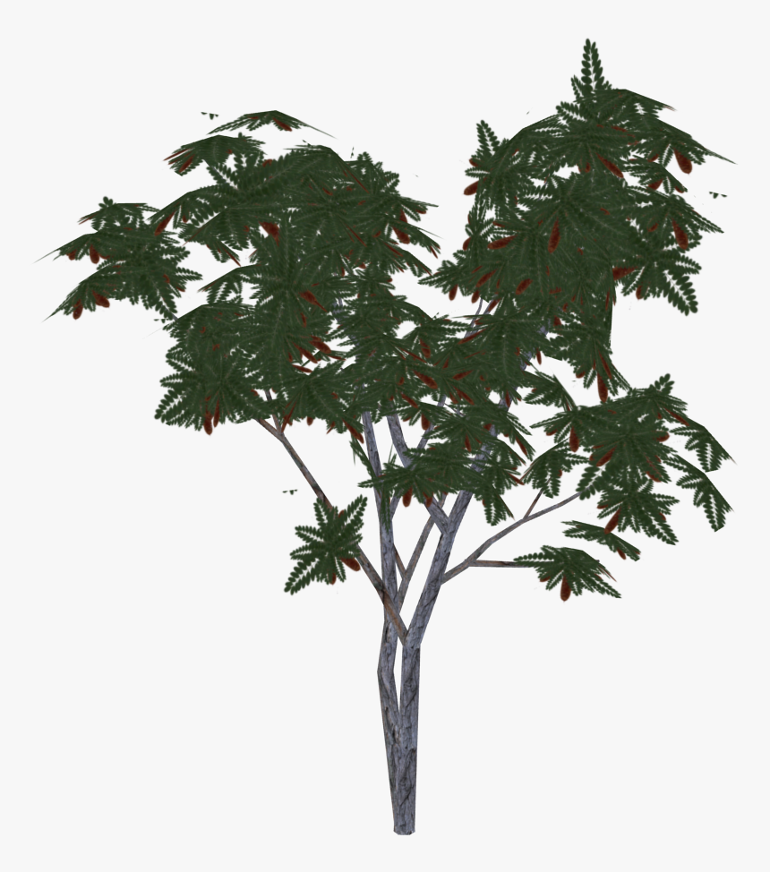 Swamp Maple, HD Png Download, Free Download