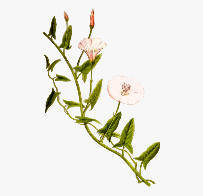 Field Bindweed Vine Flower Plant Stem - Bindweed Png, Transparent Png, Free Download