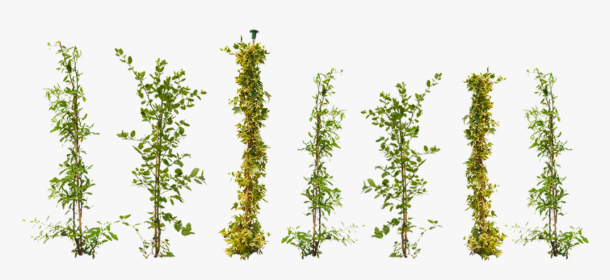 Climbing Plants Png - Climbing Plant Png, Transparent Png, Free Download