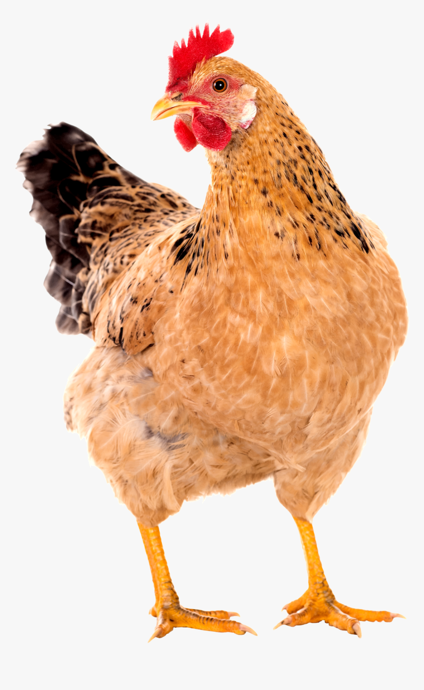 Hen Png Images - Hen Png, Transparent Png - kindpng