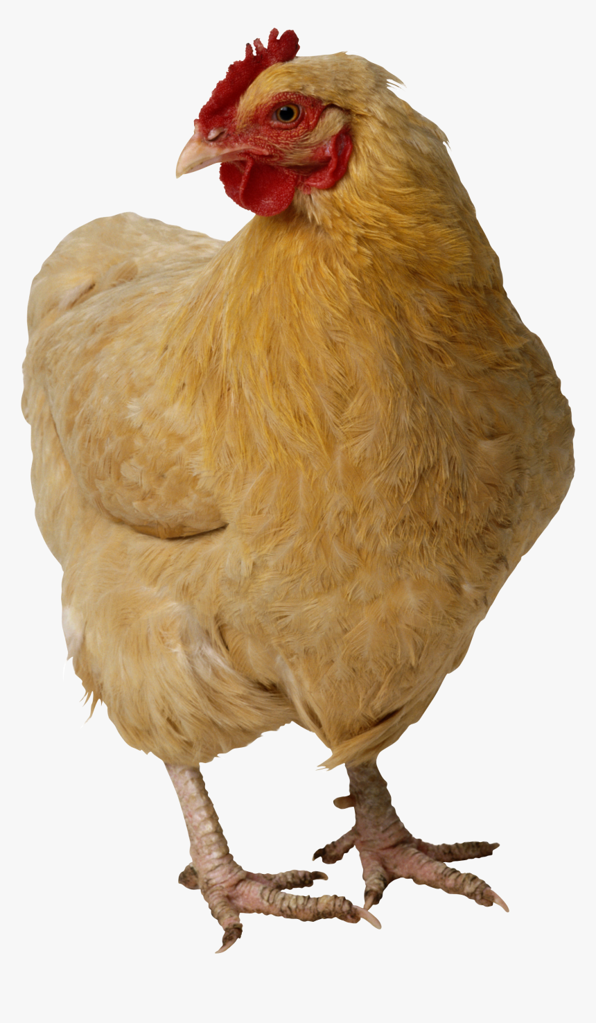 Chicken Png, Transparent Png, Free Download