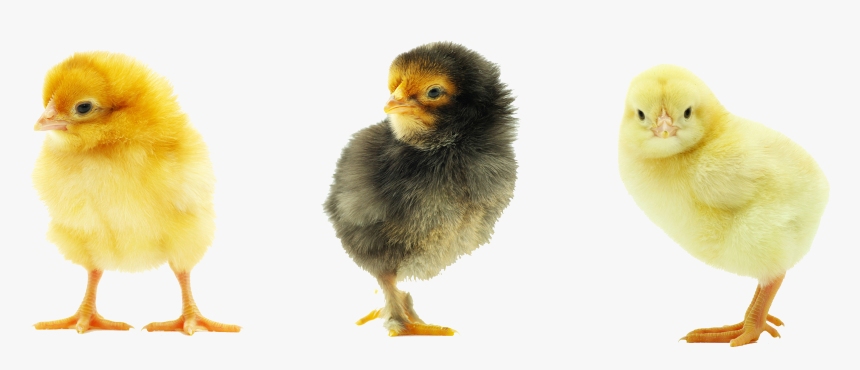 Baby Chicken Transparent Background, HD Png Download, Free Download