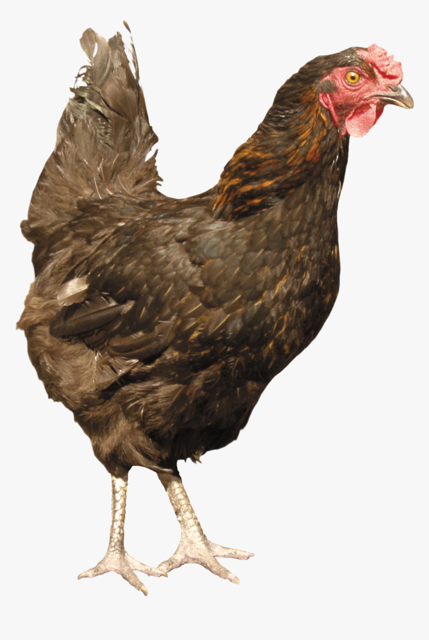 Chicken Png Image - Chicken Png, Transparent Png, Free Download