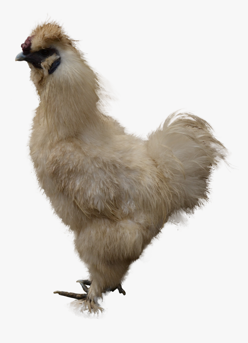 Chicken Png Image - Chicken, Transparent Png, Free Download