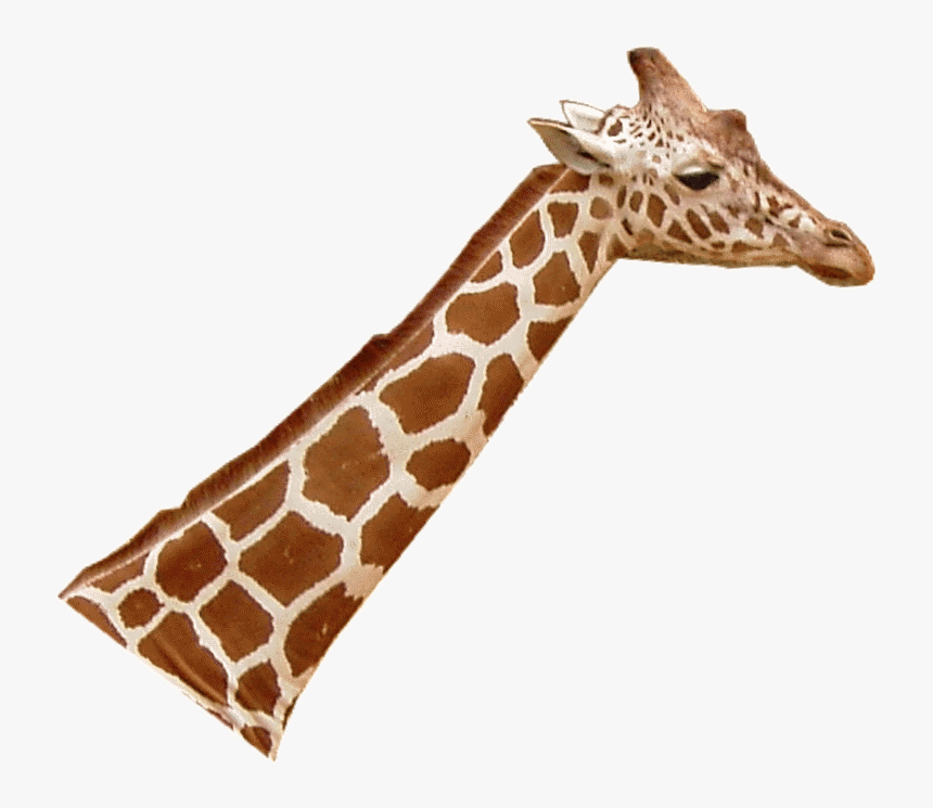 Giraffenhals Blick Rechts - Giraffenhals Png, Transparent Png, Free Download