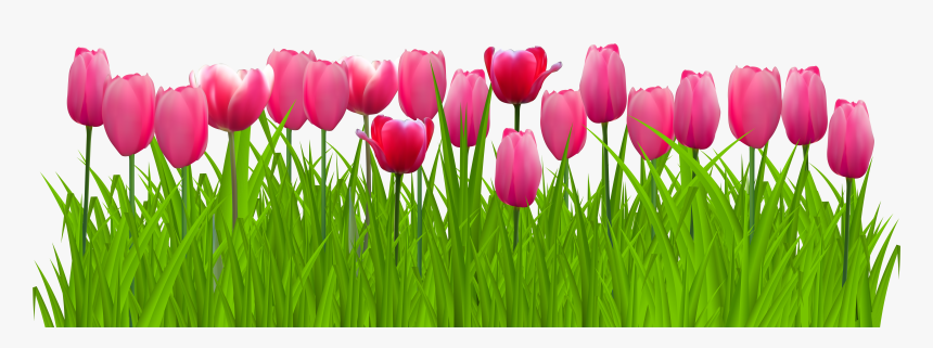 Transparent Red Tulip Png, Png Download, Free Download