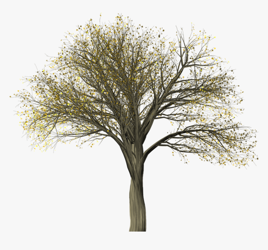 Tree, Elm, Elm Tree, Isolated, Leaf, Autumn, Fall - Arboles De Otoño Png, Transparent Png, Free Download