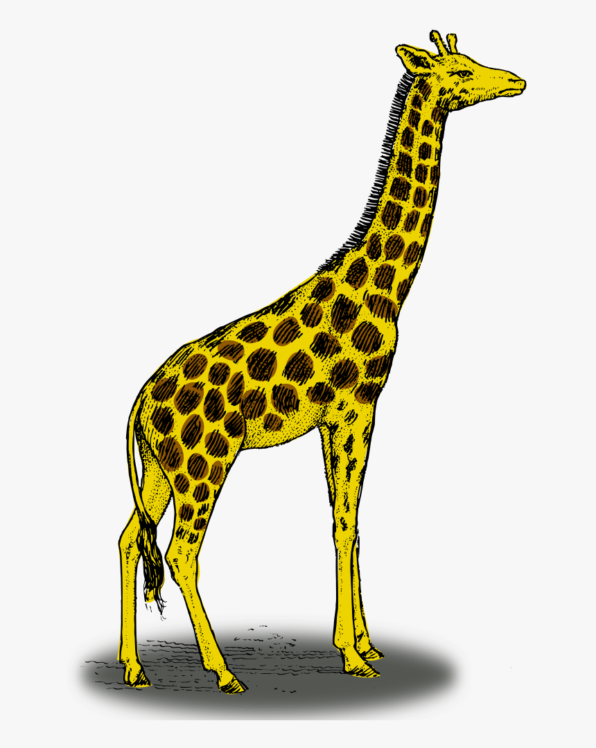 Colored Giraffe - Giraffe Side View Drawing, HD Png Download, Free Download