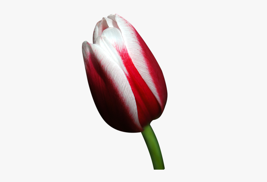 Blossom, Bloom, Tulip, Red White, Isolated, Transparent - Red And White Tulip Png, Png Download, Free Download