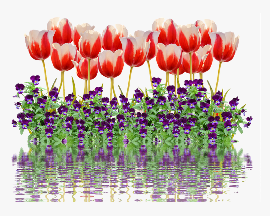 Tulips, Spring, Nature, Flower, Flowers, Red, Colorful - Tulips Spring Nature Png, Transparent Png, Free Download