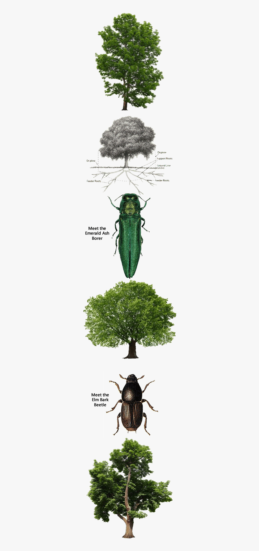 Bugs That Damage Trees - Longhorn Beetle, HD Png Download, Free Download