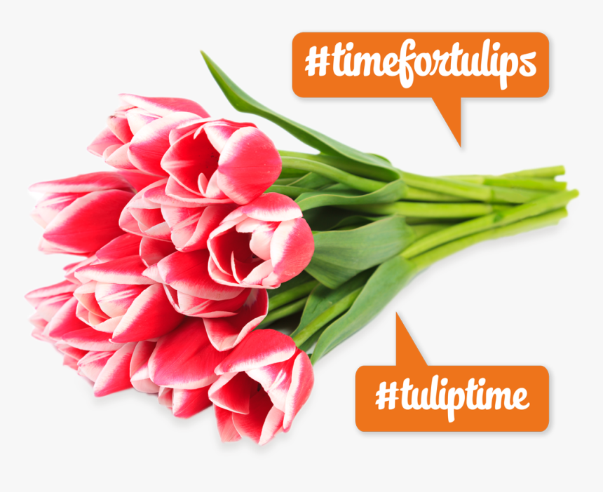 Tulip, HD Png Download, Free Download