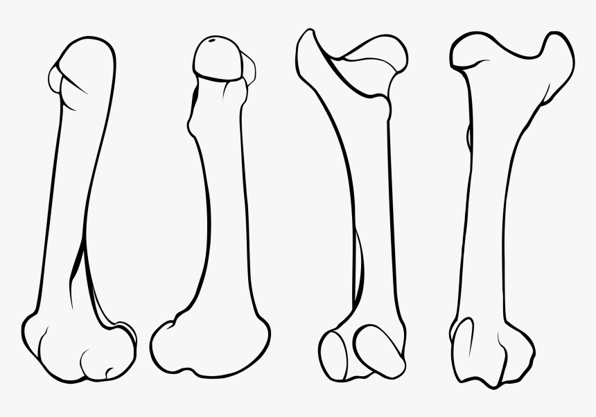 Transparent Femur Png - Femur Svg, Png Download, Free Download