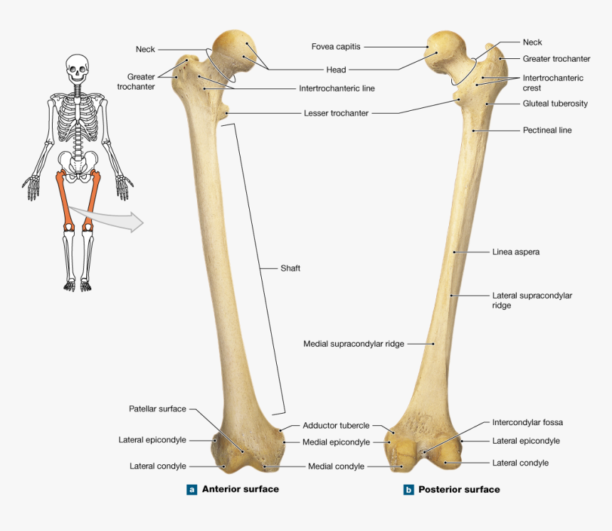 Clip Art The Bones Lower - Femur Bone Anterior And Posterior, HD Png ...