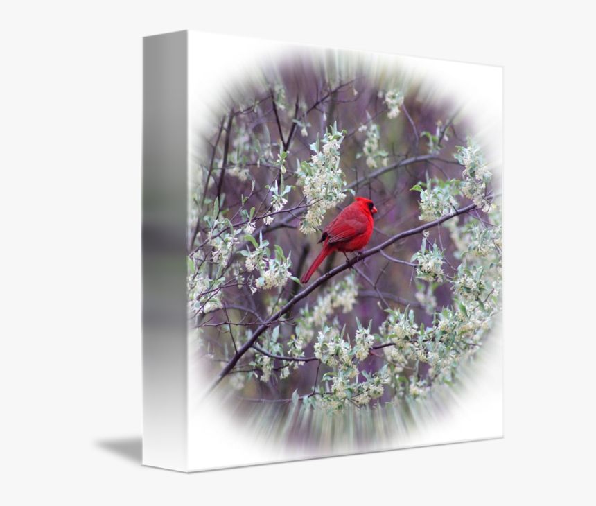 Square Vignette Png - Finch, Transparent Png, Free Download