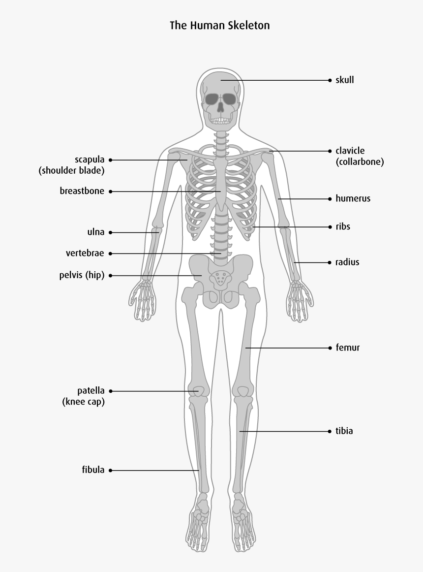 Bone Types Structure, HD Png Download, Free Download