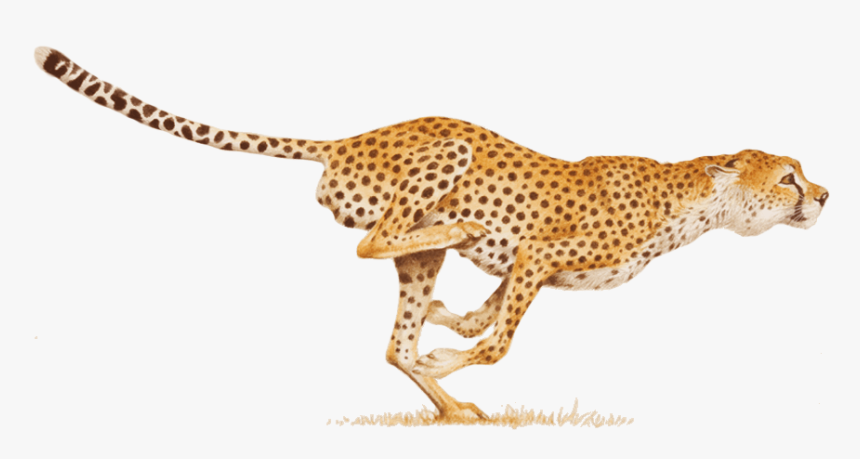 Download Cheetah Png Image - Cheetah Png, Transparent Png, Free Download