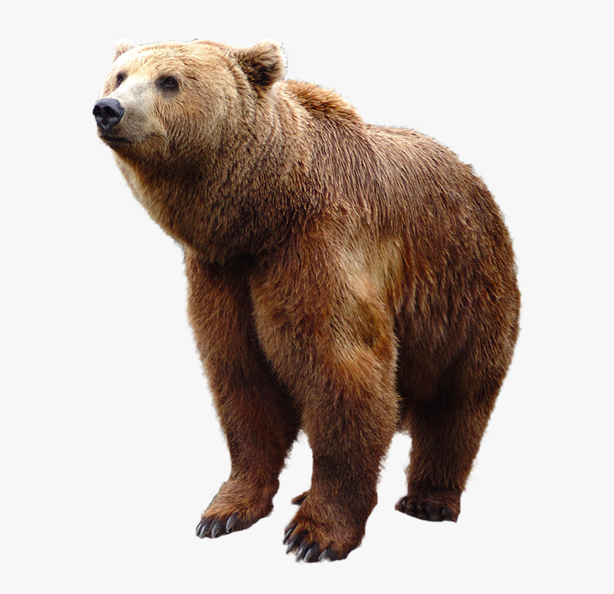 Mammal Png Download Image - Bear Png, Transparent Png, Free Download