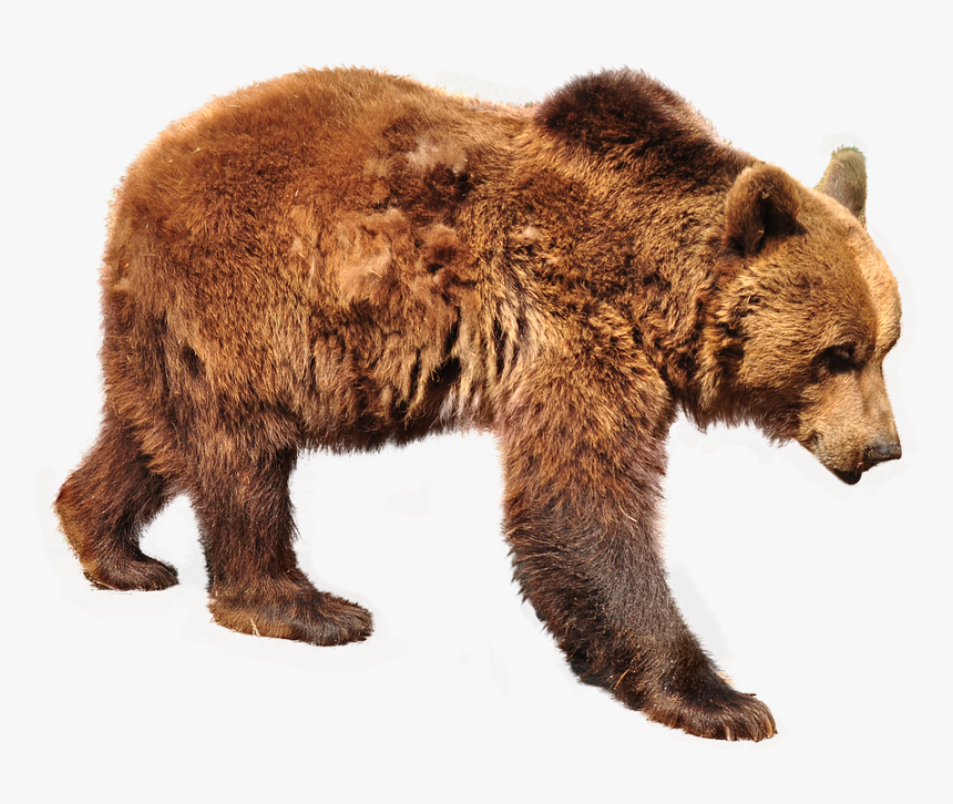 Bear, Urso Pardo, Isolado, Natureza, Animais, Floresta - Forest Bear Png, Transparent Png, Free Download