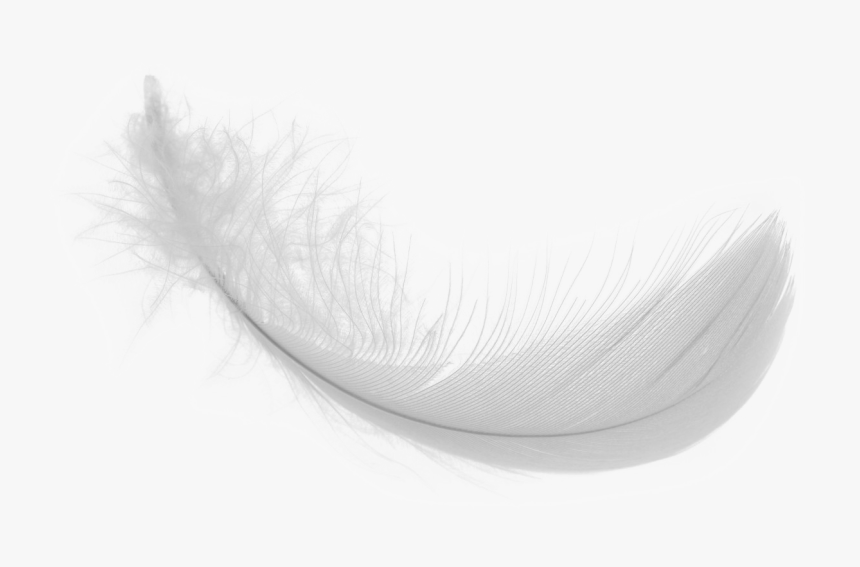 White Feather PNG Transparent Images Free Download, Vector Files