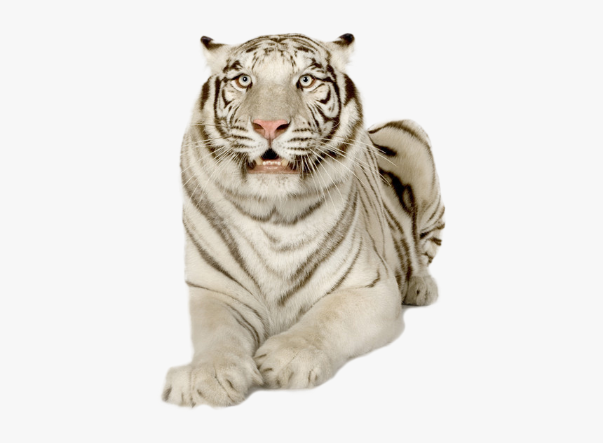 Tiger, HD Png Download, Free Download