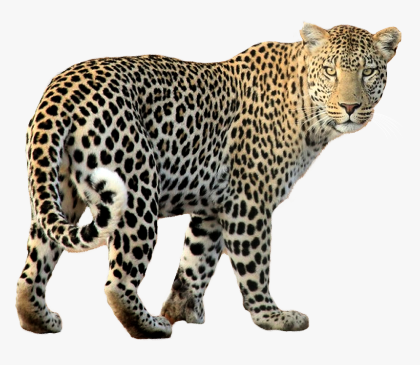 Leopard Png Transparent Image - Leopard Png, Png Download, Free Download