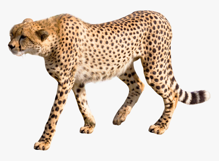 Cheetah Png Transparent Image - Transparent Cheetah Png, Png Download, Free Download