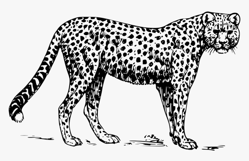 Cheetah, Animal, Mammal, Leopard, Zoo, Safari, Africa - Outline Images Of Cheetah, HD Png Download, Free Download