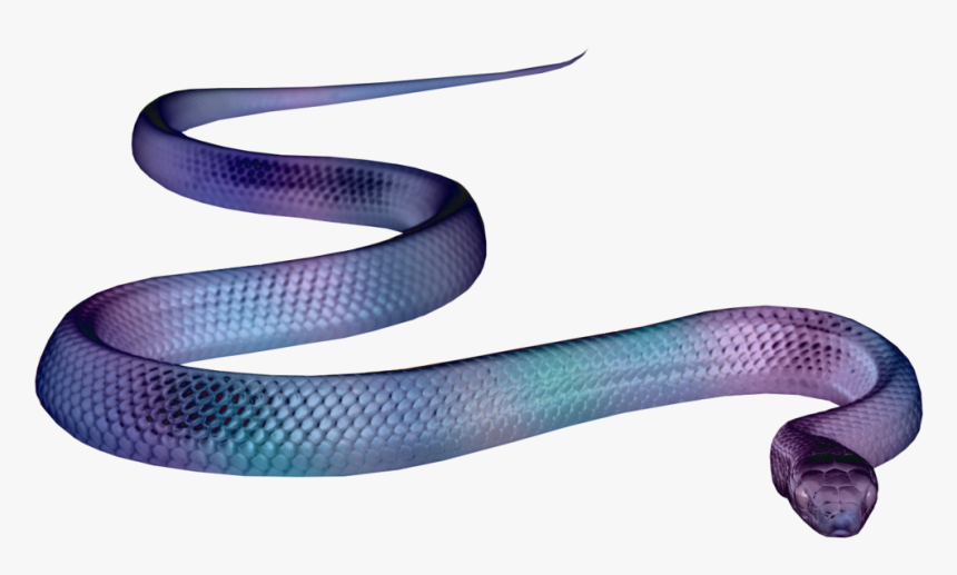 Snake Png Aesthetic, Transparent Png, Free Download