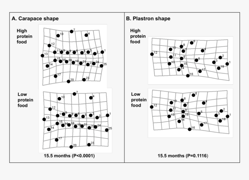 Deformation Grids Depicting The Carapace And Plastron - Sheet Music, HD Png Download, Free Download