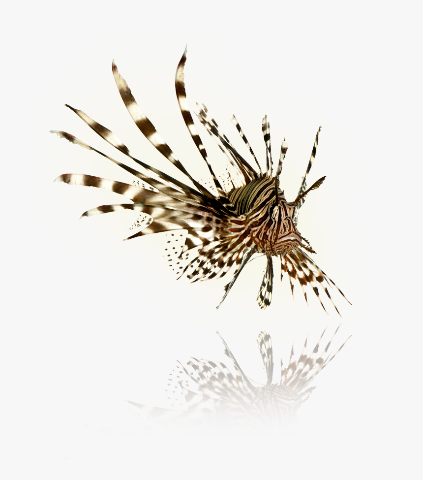 Picture - Png Lionfish, Transparent Png, Free Download