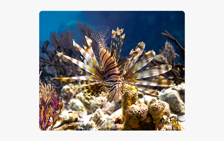 Lionfish, HD Png Download, Free Download