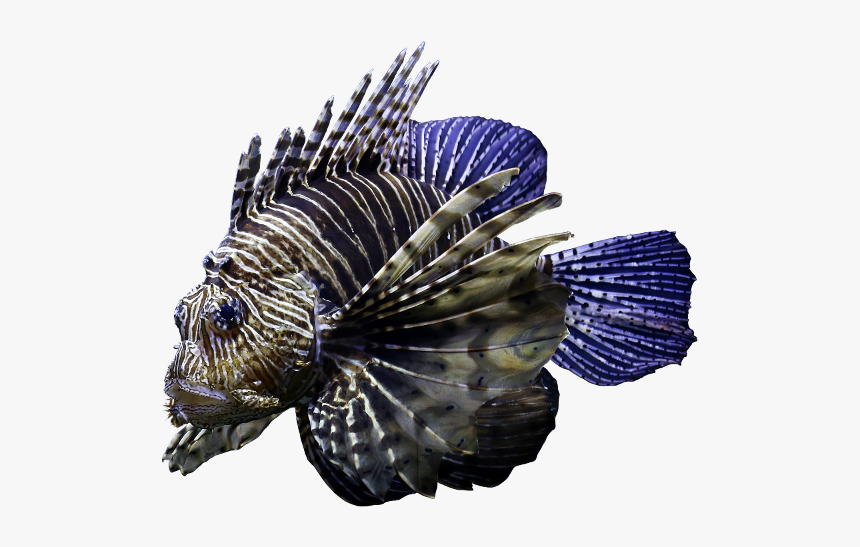 Lionfish, HD Png Download, Free Download