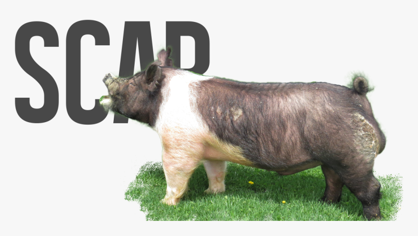 Domestic Pig, HD Png Download, Free Download