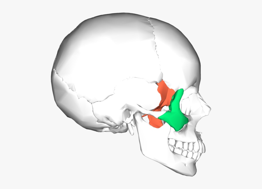 Sphenoid Bone And Zygomatic Bone - Sphenoid And Zygomatic Bone, HD Png Download, Free Download