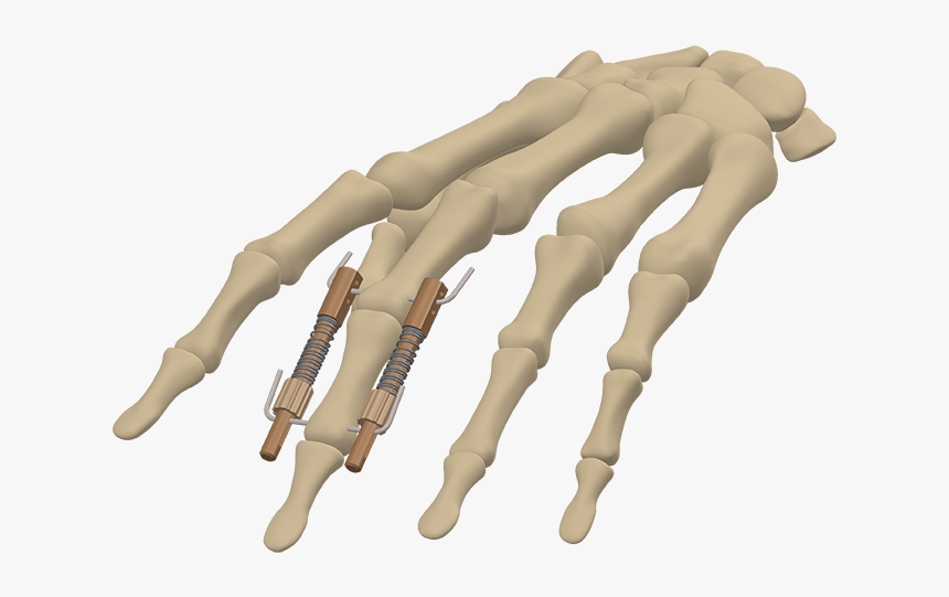 Clip Art Skelton Fingers - Mannequin, HD Png Download - kindpng