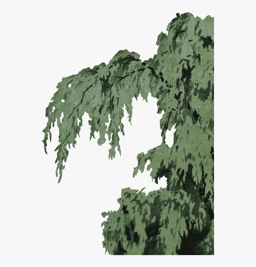 Spruce, HD Png Download, Free Download