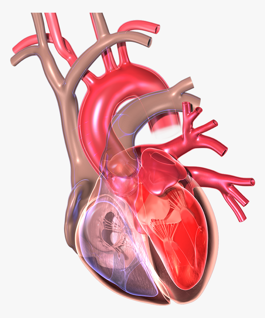 Love Your Preventing Attack - Cardiac Heart Transparent, HD Png Download, Free Download