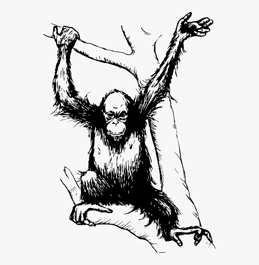 Rotate Resize Tool Ape Drawing Real - Orang Utan Black And White, HD Png Download, Free Download