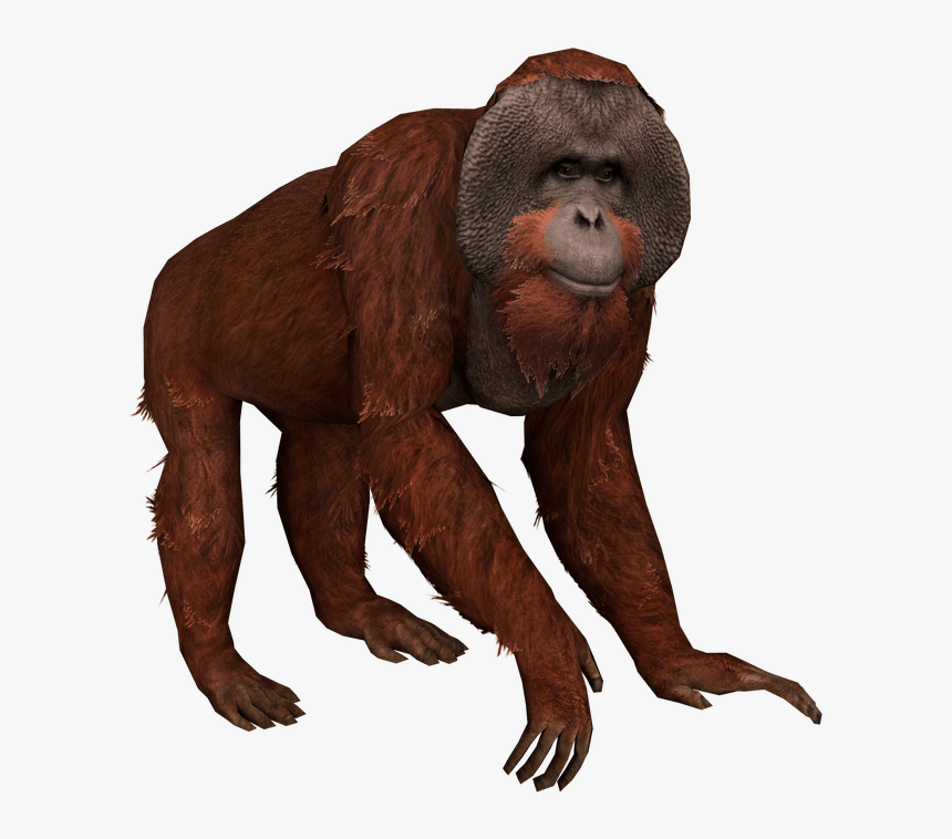 New World Monkey, HD Png Download, Free Download