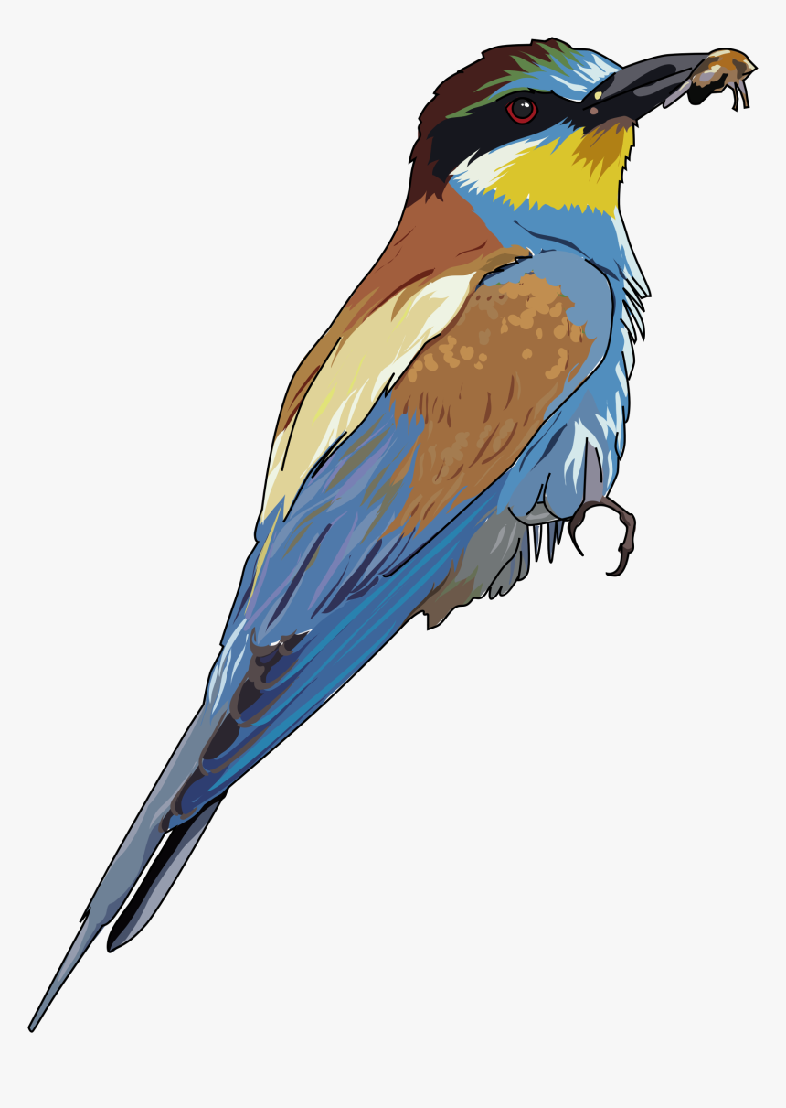 European Bee-eater Clip Arts - Bee Eater Bird Clipart, HD Png Download, Free Download