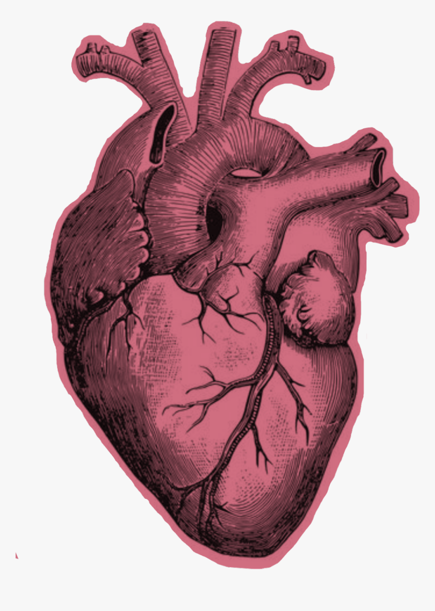 heart realistic Human Heart Drawing Png, Transparent Png kindpng